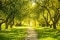 The image shows a sunlit path lined with trees as a symbol of sustainability.