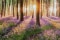 The image shows rays of sunlight shining through a forest, symbolizing the UN Sustainable Development Goals.